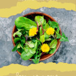 Dandelion recipes and uses cover art